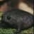 AngryAvocado